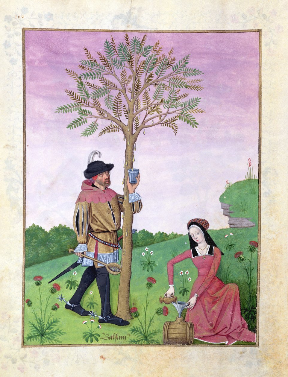 السيدة الاب. Fv VI  1 fol.162v رسم نسغ من شجرة ، رسم توضيحي من "كتاب الأدوية البسيطة" بقلم ماتيوس بلاتيريوس (dc1161) حوالي 1470 (ورق) بواسطة Robinet Testard