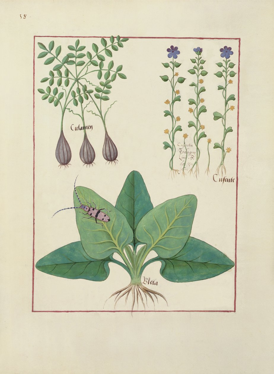 السيدة الاب. Fv VI  1 فل. رسم توضيحي من كتاب الأدوية البسيطة لماتياس بلاتيريوس (dc1161) ج 1470 بواسطة Robinet Testard
