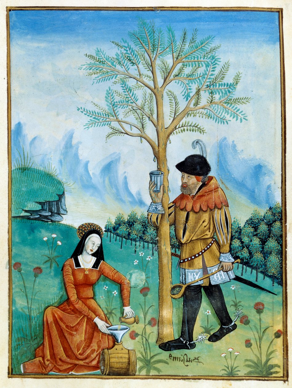 إعادة بلسم. رجل يجمع الراتينج ، أو السيف ، المتدفق من شجرة (Flora: balsamier) ، يستخدم في الطب ، بينما تضعه امرأة في برميل. صورة مصغرة في "" كتاب الأطباء البسطاء "(فوليو 187v) ، 1520-1530. Enlumine بواسطة Testard Tap بواسطة Robinet Testard