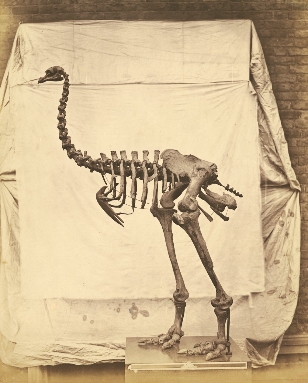 Dinornis Elephantopus Dinosaur بواسطة روجر فينتون