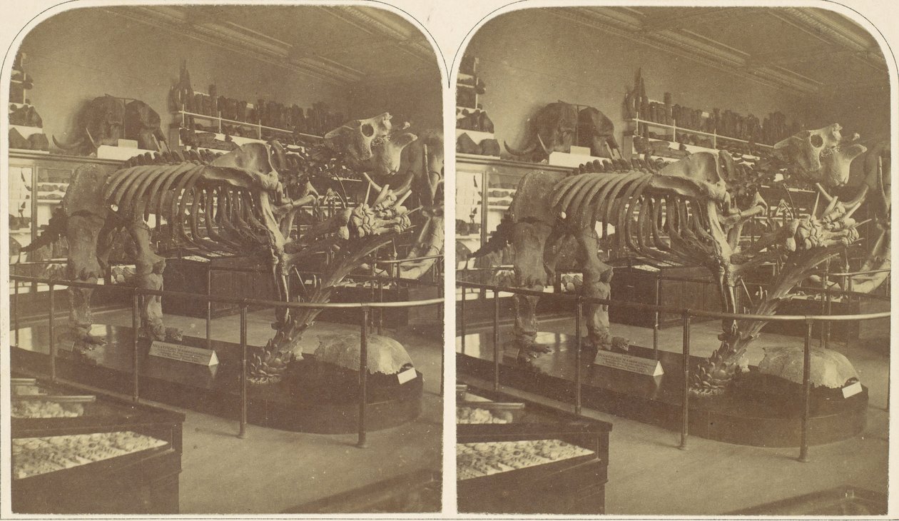 The Megatherium ، المتحف البريطاني ، 1850. بواسطة روجر فينتون