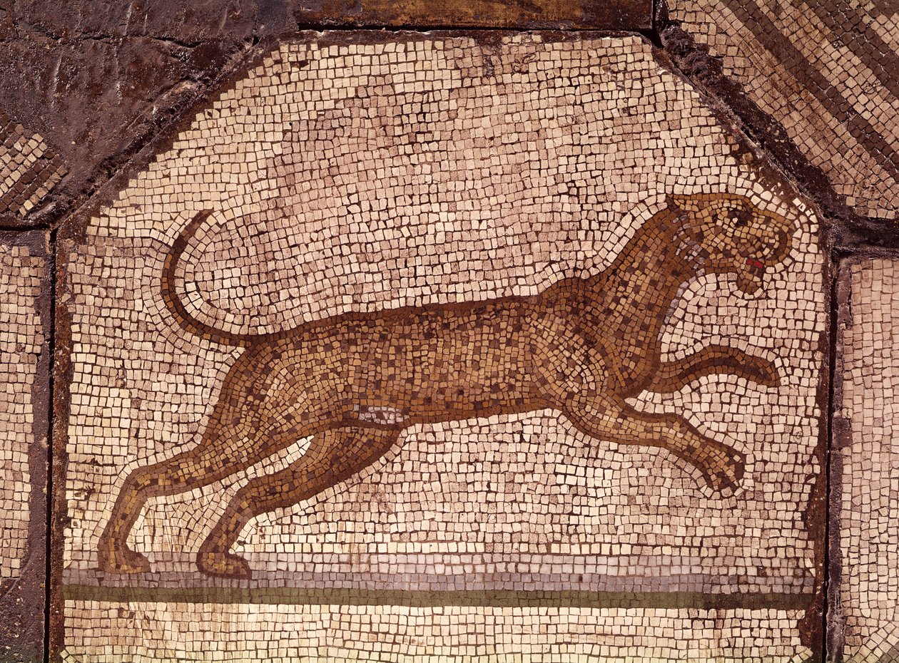 نمر ، تفاصيل من Orpheus Charming the Animals (فسيفساء) بواسطة رواية