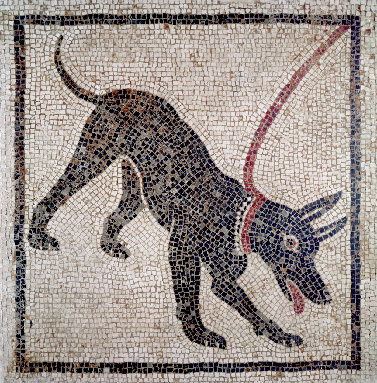 كلب مقود ، من Pompeii (فسيفساء) بواسطة رواية