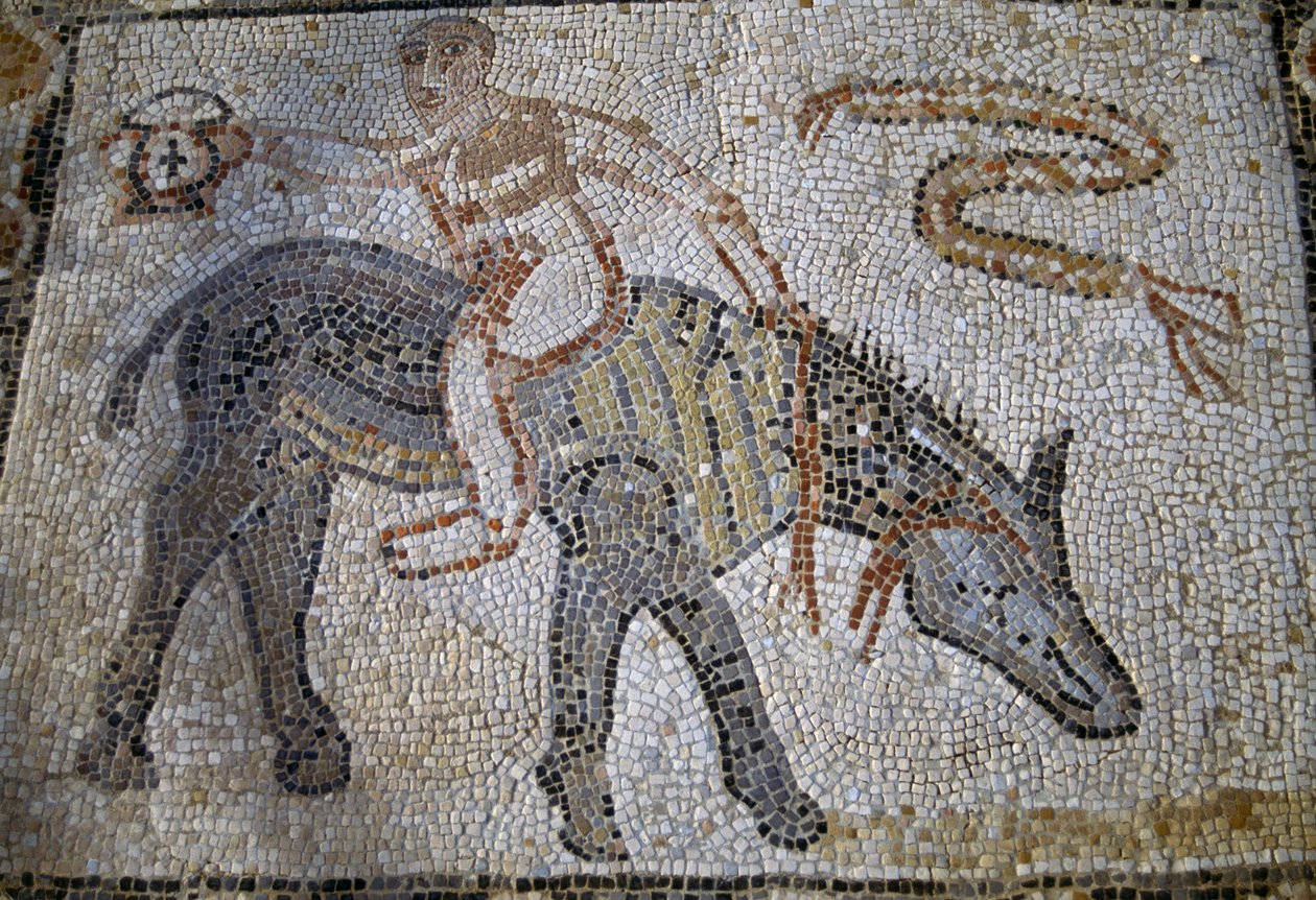 Desultor (رياضي قفز من حصان إلى آخر أثناء السباق) يركب الحمار للخلف ويمسك kantharos (كأس الفائز) ، فسيفساء في House of Desultor في مدينة وليلي الرومانية (قائمة اليونسكو للتراث العالمي بواسطة رومان رومان