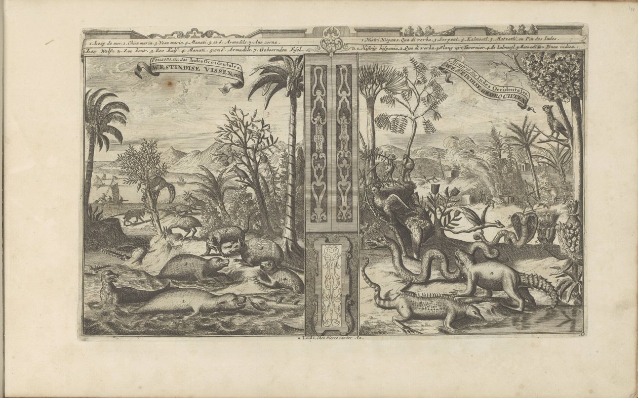 Dieren uit West-Indië Westindische Vissen ، إلخ / الأسماك ، إلخ من جزر الهند الغربية // Westindische Gedrochten / Monsters of the West Indies (العنوان على الكائن) جزر الهند الشرقية والغربية وأماكن أخرى (عنوان السلسلة) بواسطة Romeyn de Hooghe