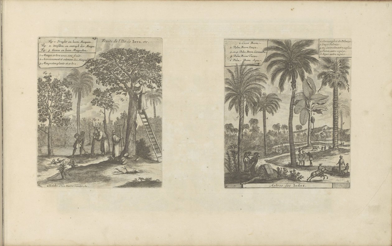 Landschap يضع mango bomen، kokos- en palmbomen ثمار جزيرة جافا ، إلخ / أشجار الهند (العنوان على الكائن) جزر الهند الشرقية والغربية وأماكن أخرى (عنوان السلسلة) بواسطة Romeyn de Hooghe