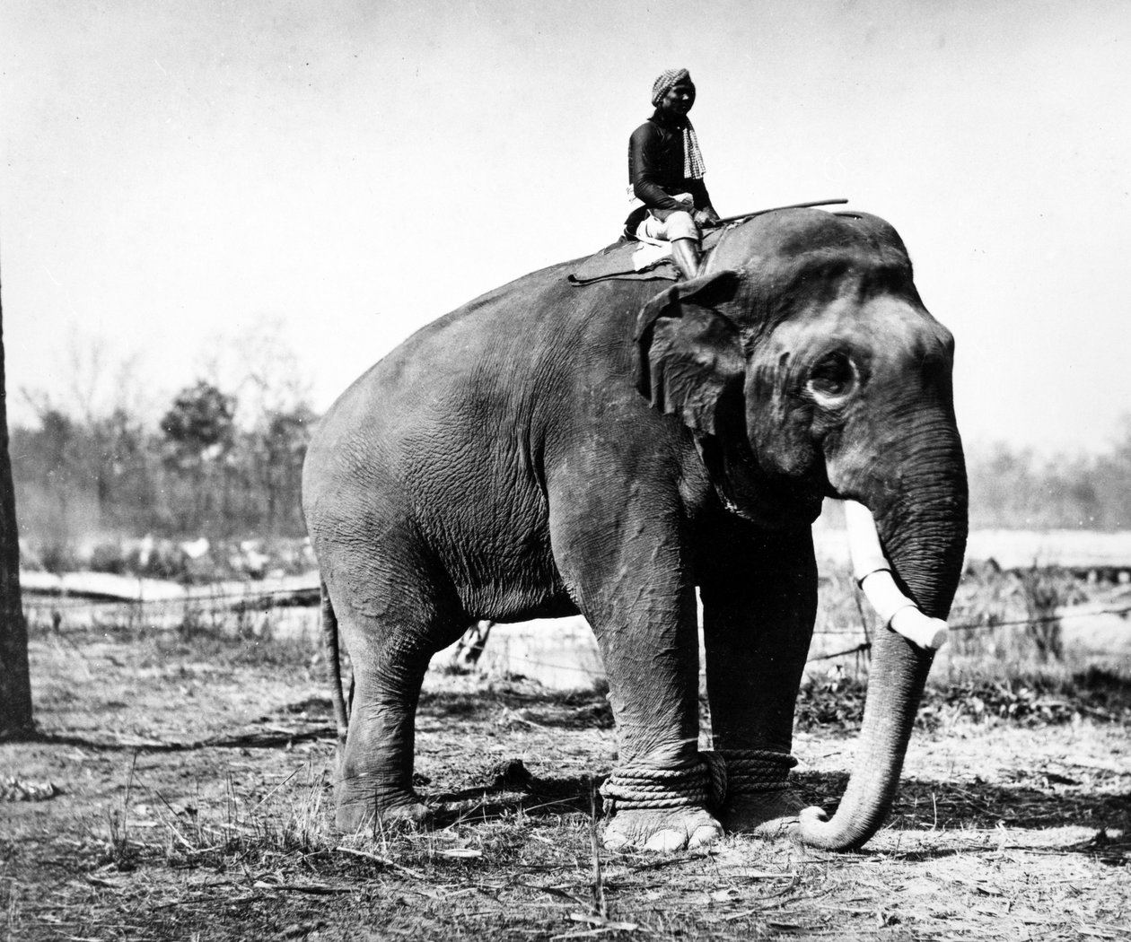 جونغ بيرشاد ، أكبر مهارة سير جانغ بهادور الفيل المحارب ، 1876 بواسطة S. and Shepherd ، C. Bourne