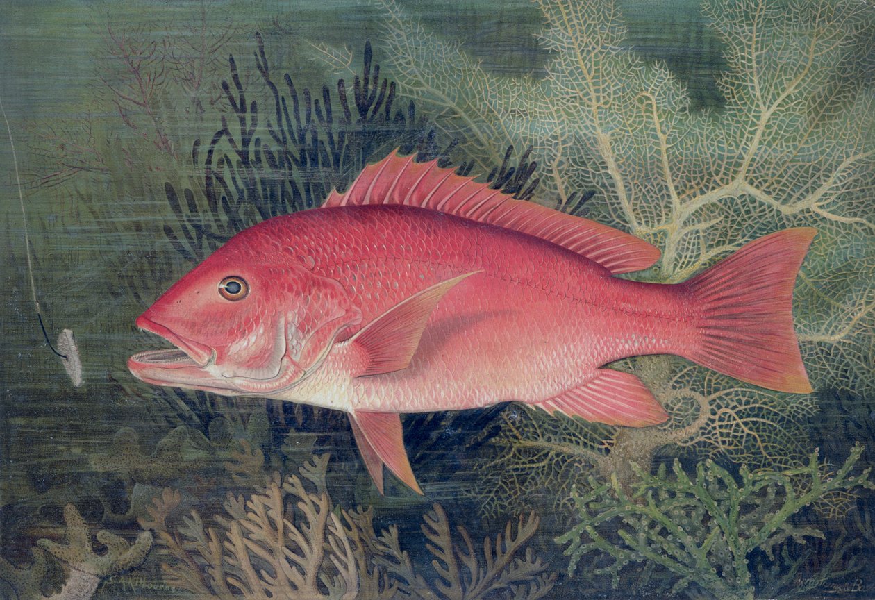 Red Snapper ، من "Game Fishes of the United States" ، تم نشره عام 1878 (chromolitho) بواسطة SA Kilbourne