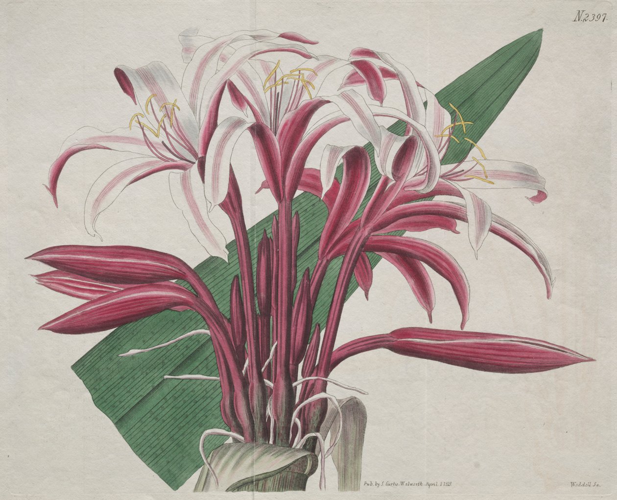 المجلة النباتية أو حديقة الزهور المعروضة: فخمة Crinum بواسطة S. كيرتس