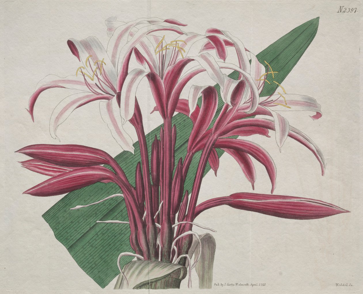 المجلة النباتية أو حديقة الزهور المعروضة: Stately Crinum ، 1823. بواسطة S. كيرتس