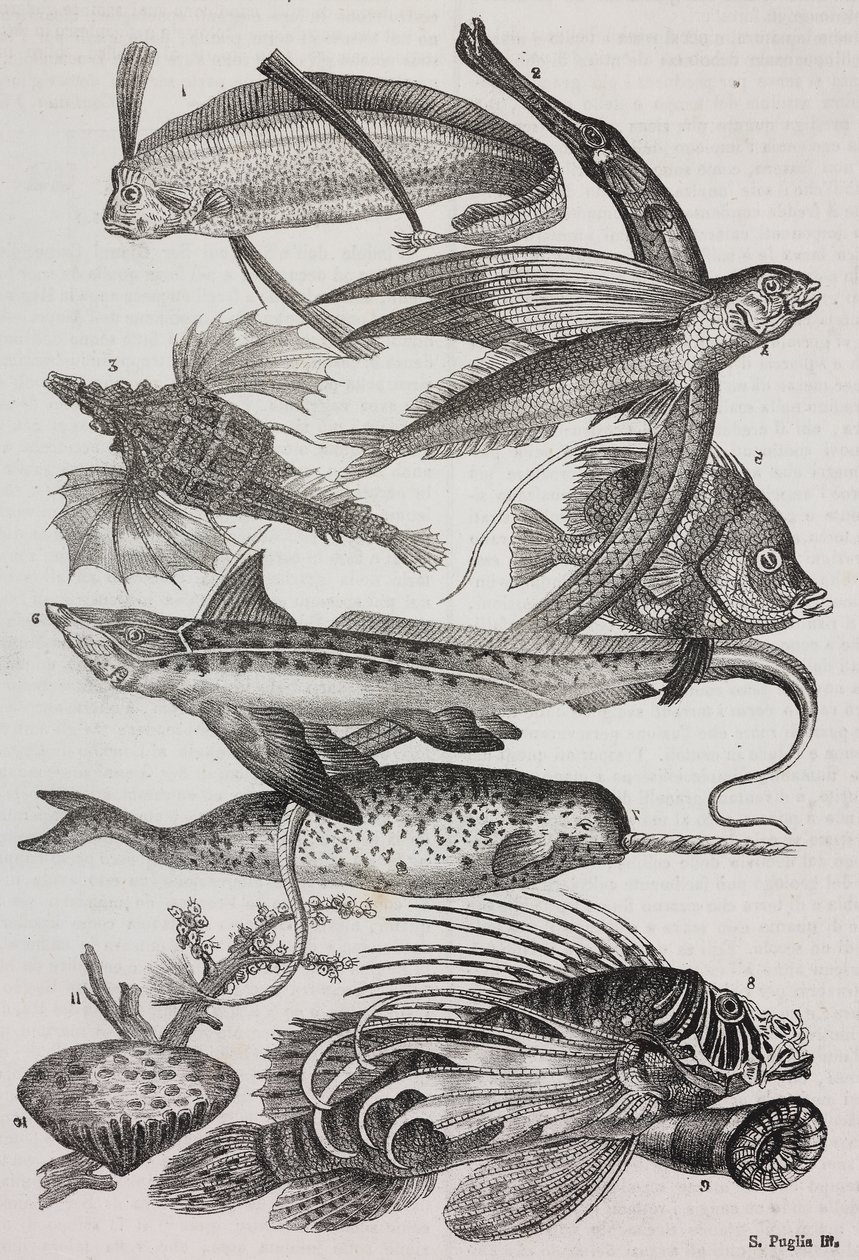 مخلوقات المحيط: 1 Dattiloftera، 2 Syngnathus، 3 Pegasus، 4 Trachypterus، 5 Chaetodon، 6 Rabbit fish، 7 Unicorn (narwhal)، 8 Flying Pteroids، 9 Attinia بواسطة سلفاتور بوليا