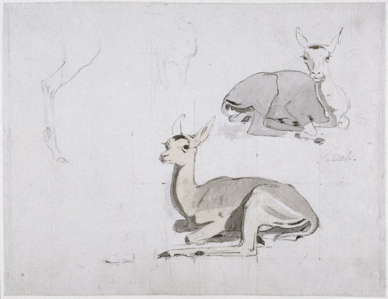 دراسات عن استراحة غزال بالا دير c.1802 (مرحاض وجرافيت على ورق) بواسطة صموئيل دانييل