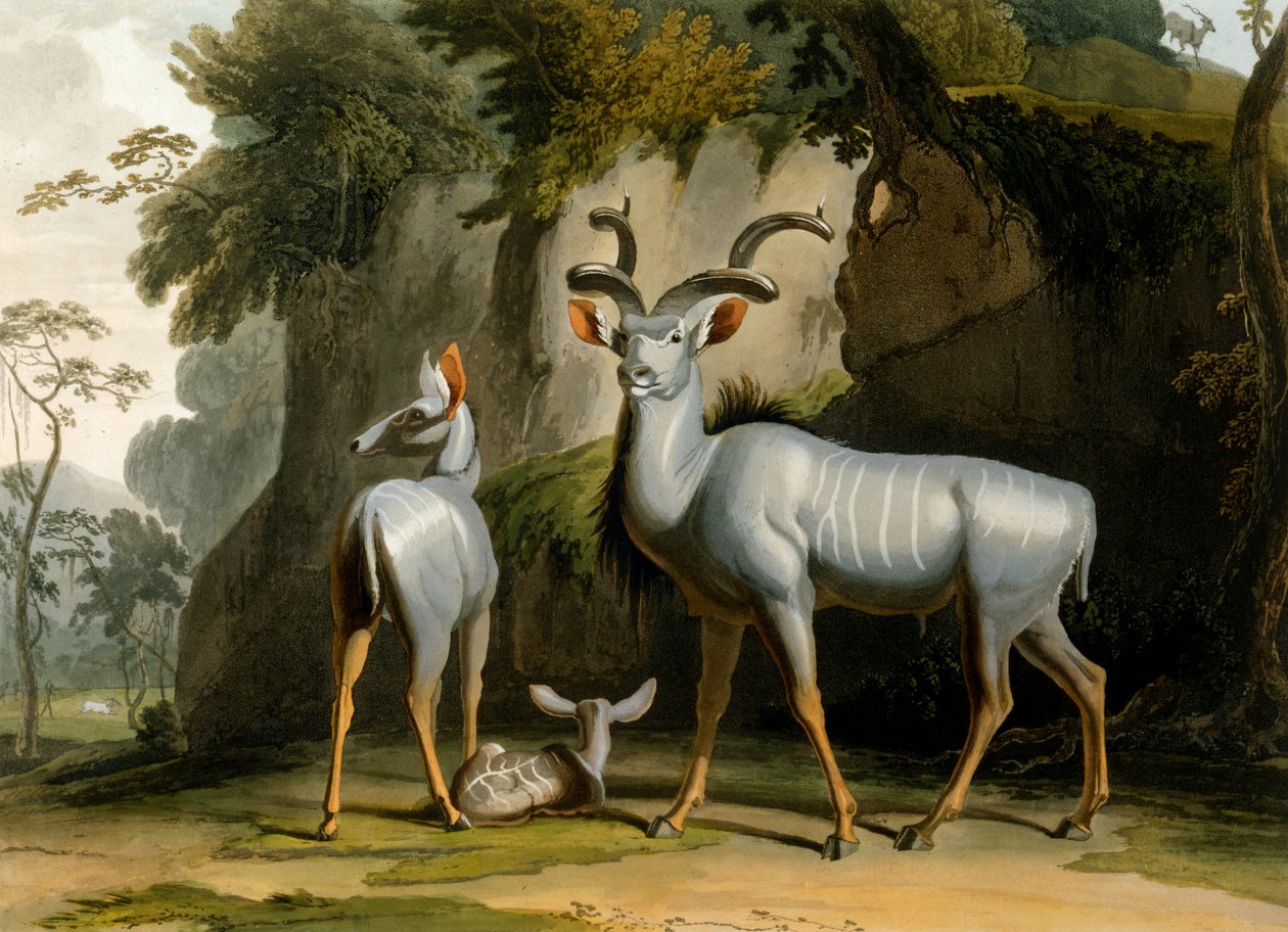 كودو ، 1804 بواسطة صموئيل دانييل