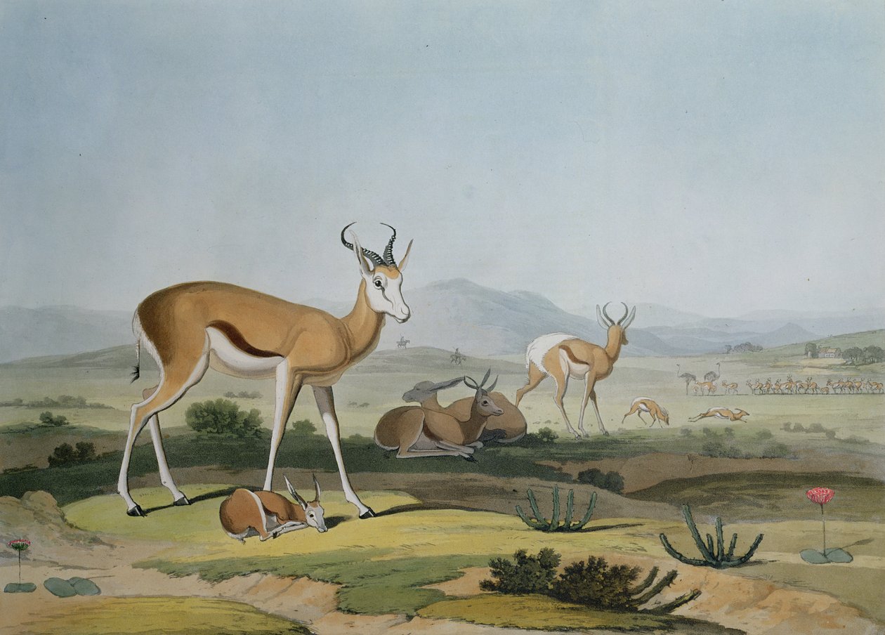 Spring-Bok أو Leaping Antelope ، اللوحة 18 من "مناظر وحيوانات أفريقية" ، محفورة بواسطة الفنان ، 1805 (ألوان مائية) بواسطة صموئيل دانييل