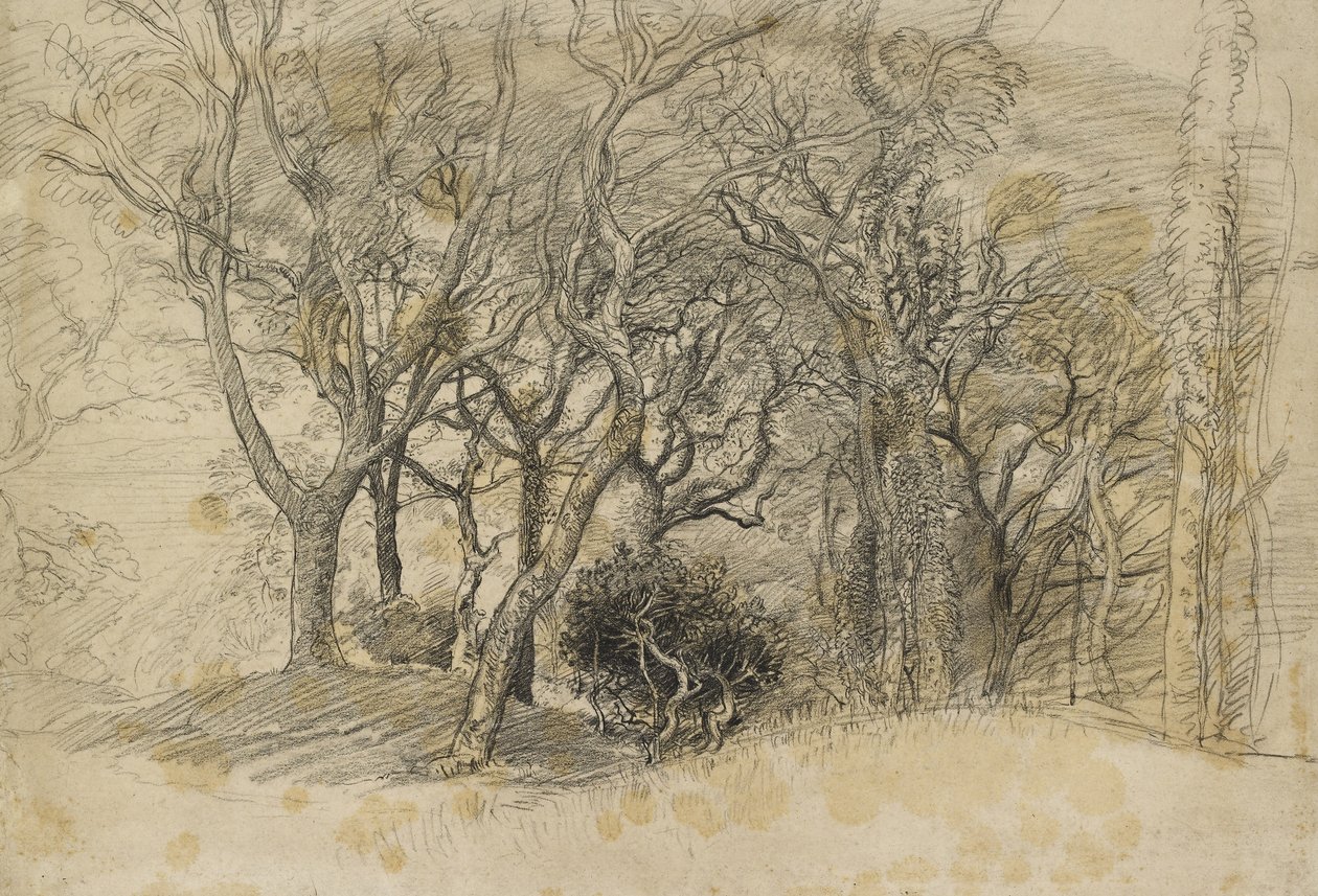 دراسة الأشجار ، Clovelly Park ، 1834 (طباشير أسود على ورق رمادي باهت) بواسطة صموئيل بالمر