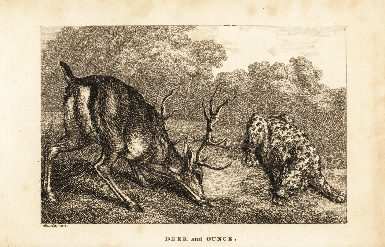 لقاء بين الأيل ، Cervus elaphus ، ونمر الثلج ، Panthera uncia بواسطة صموئيل (بعد) هوويت