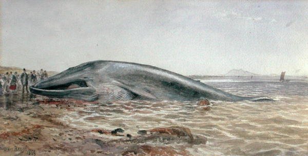 The Aberlady Whale ، Longriddy Bay بواسطة صموئيل بوغ