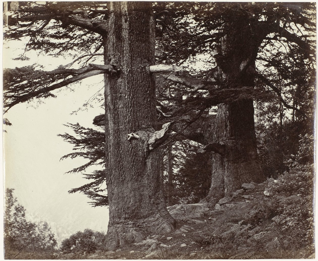 Twee cederbomen، هيماشال براديش Deoddars 35 قدمًا ومحيط 37 قدمًا (العنوان الأصلي) بواسطة صموئيل بورن (منسوب إلى)
