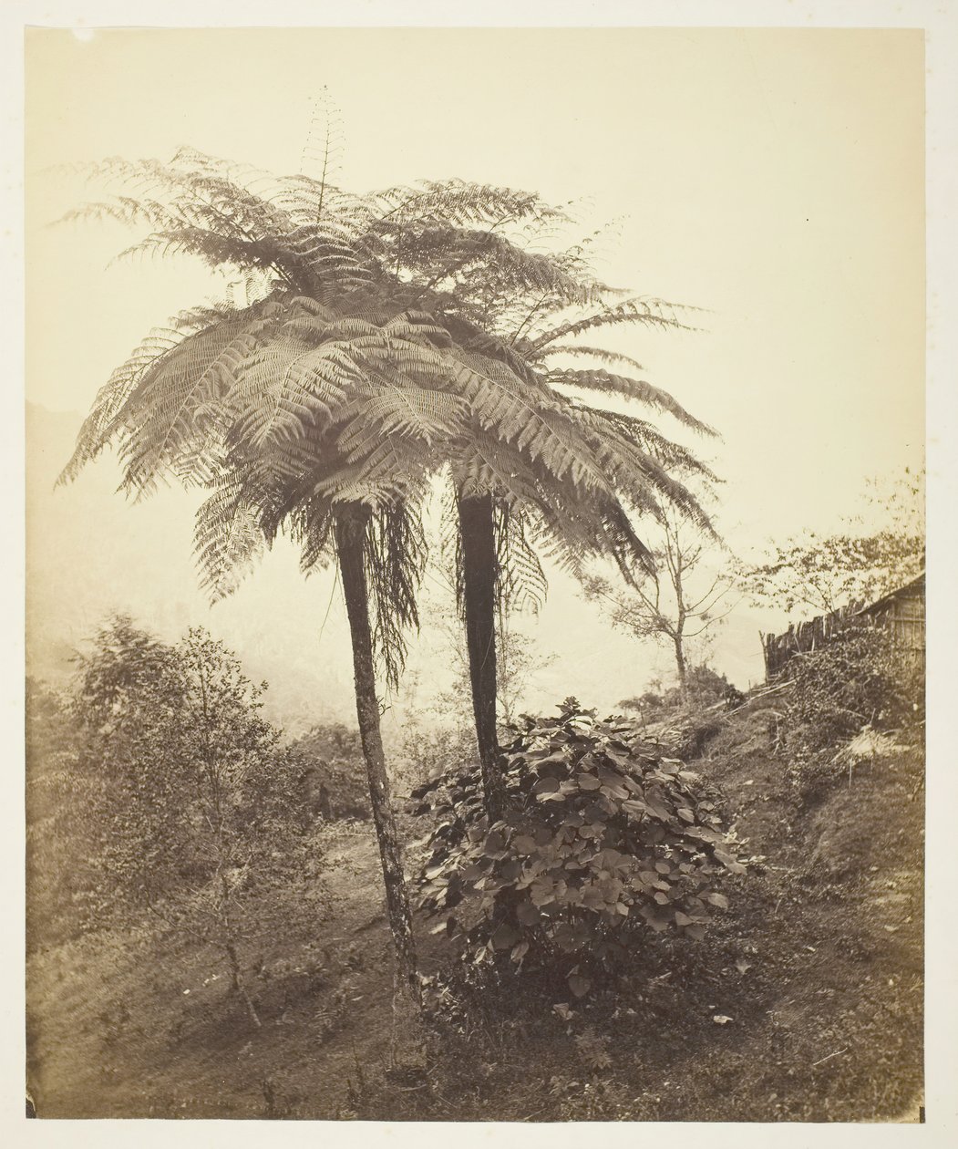 The Tree Fern ، جائزة الصورة ، ١٨٦٣. بواسطة صموئيل بورن
