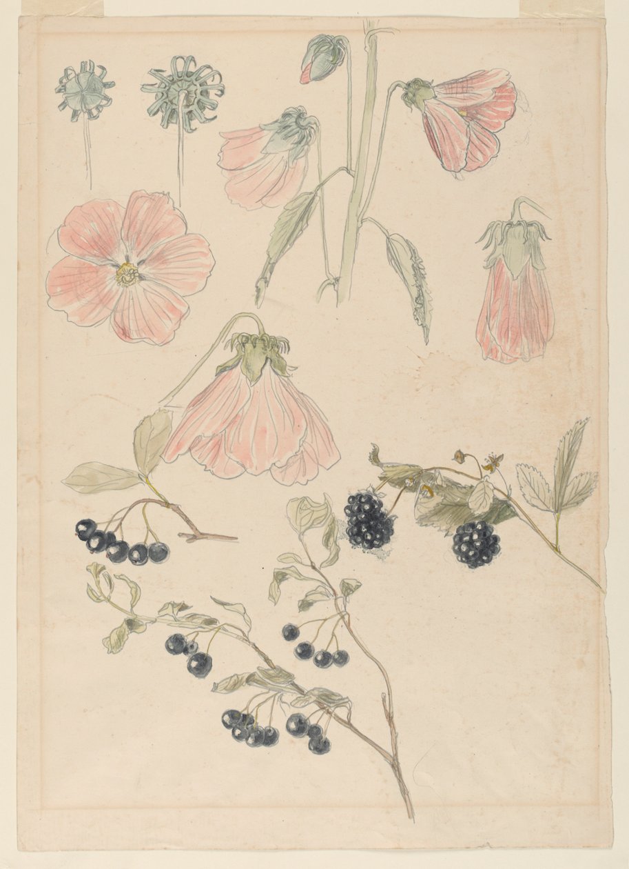 دراسات التفاصيل النباتية: Hollyhocks و Blueberries و Blackberries بواسطة صموئيل كولمان