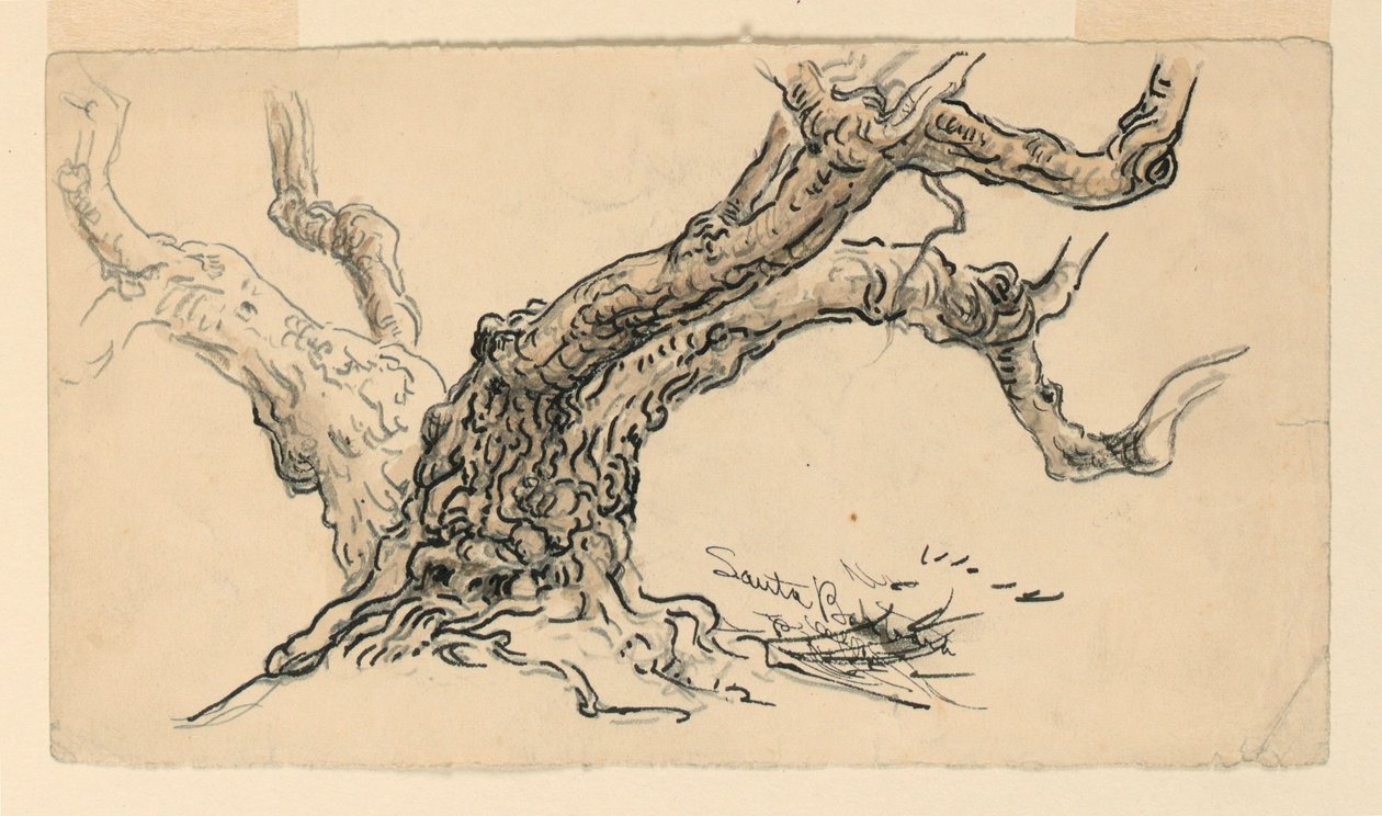 رسم، اسكتشات. أشجار الجميز، سانتا باربرا، كاليفورنيا، حوالي 1888 بواسطة صموئيل كولمان