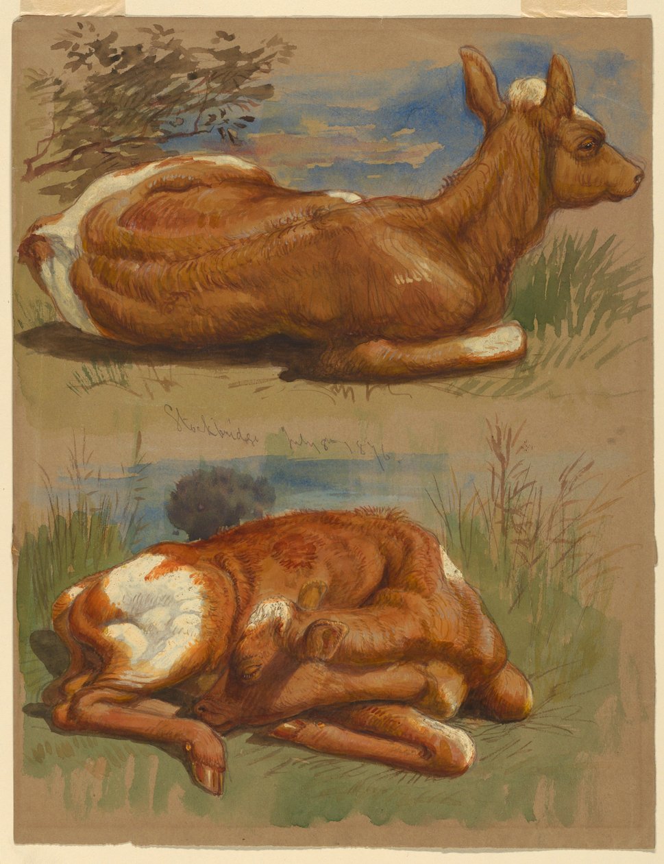 رسم، ثلاث دراسات للعجول، ستوكبريدج، 7 يوليو، 1876 بواسطة صموئيل كولمان