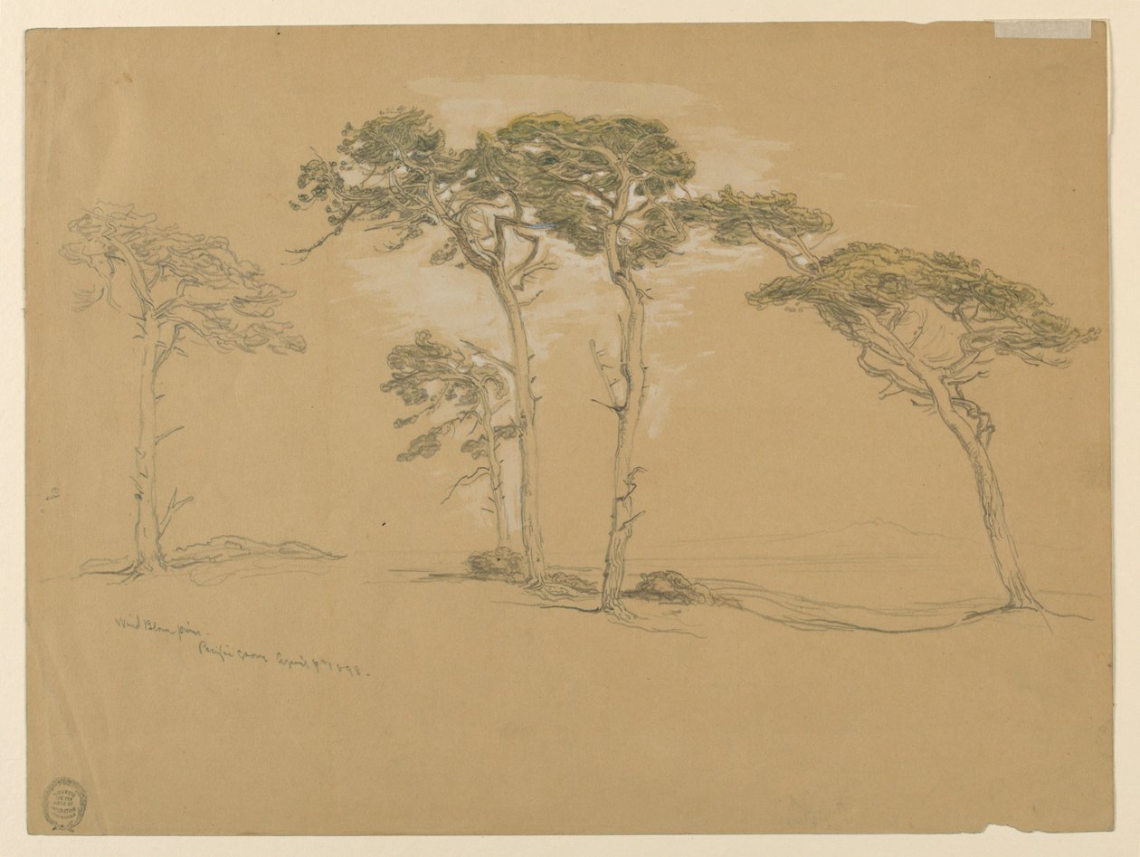 Windblown Pines ، باسيفيك جروف. فيرسو: طريق ساحل المحيط الهادئ المؤدي إلى بوينت سور. بواسطة صموئيل كولمان