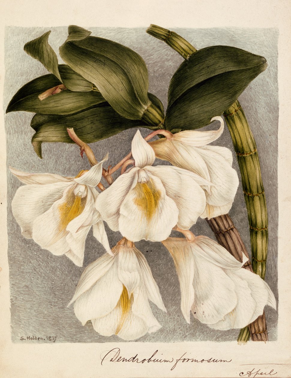 وسيم Cymbidium ، 1839 (ألوان مائية) بواسطة صموئيل هولدن