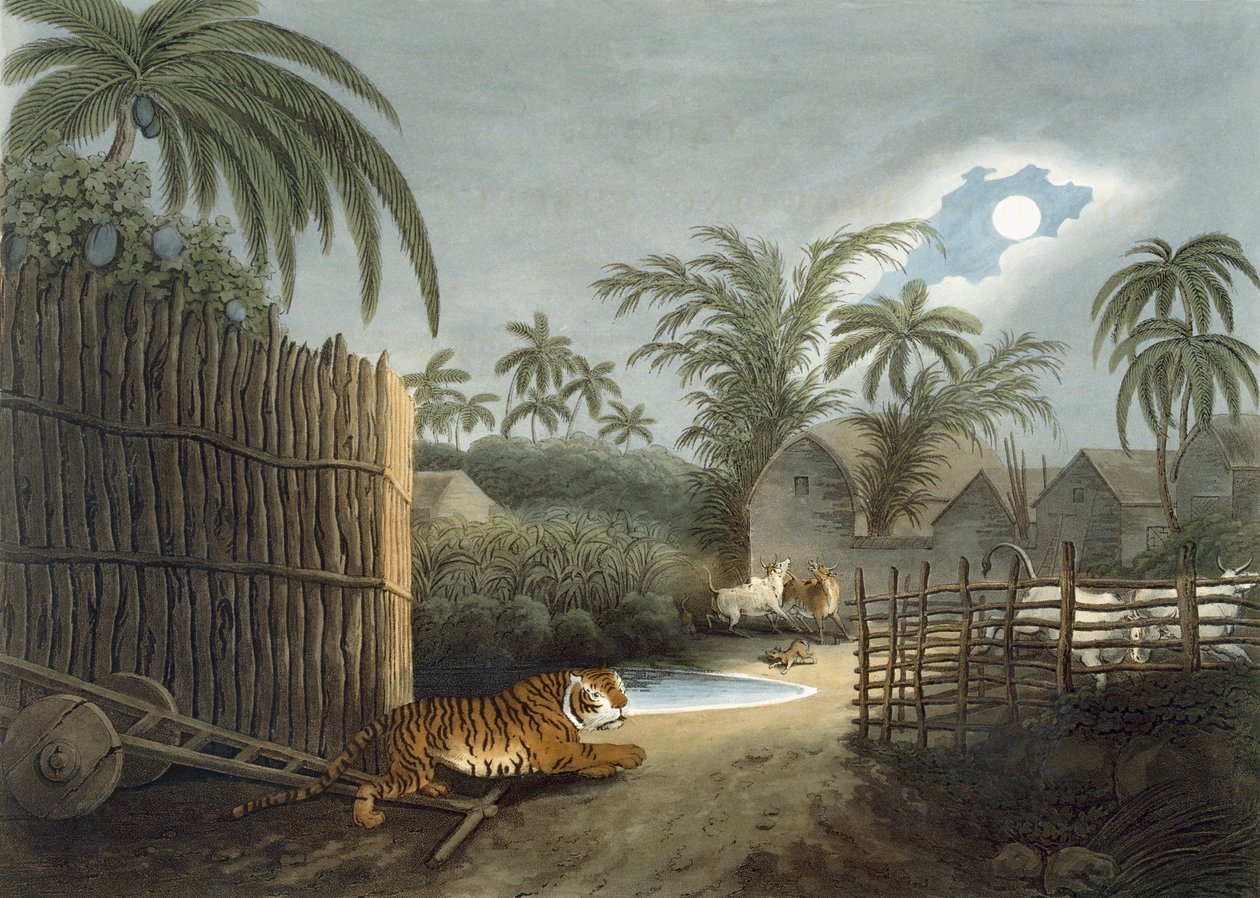 نمر يجوب قرية (الماشية في الرعب) ، من "الرياضة الميدانية الشرقية" توماس ويليامسون ، 1808 بواسطة صموئيل هاويت