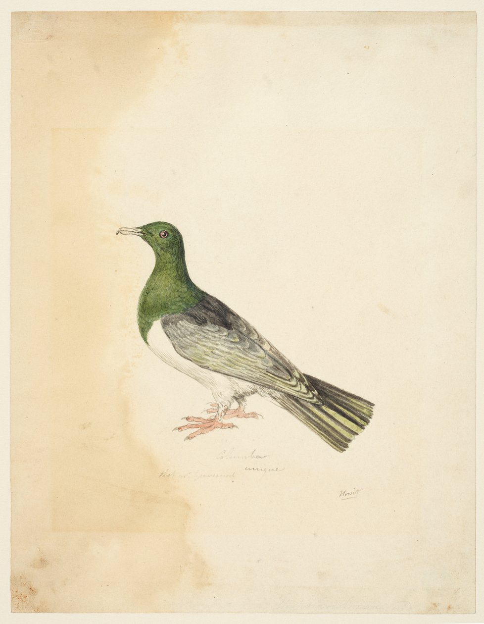 طائر - كولومبا، 1765-22 (جرافيت وقلم وحبر رمادي وألوان مائية على ورق منسوج) بواسطة صموئيل هوويت
