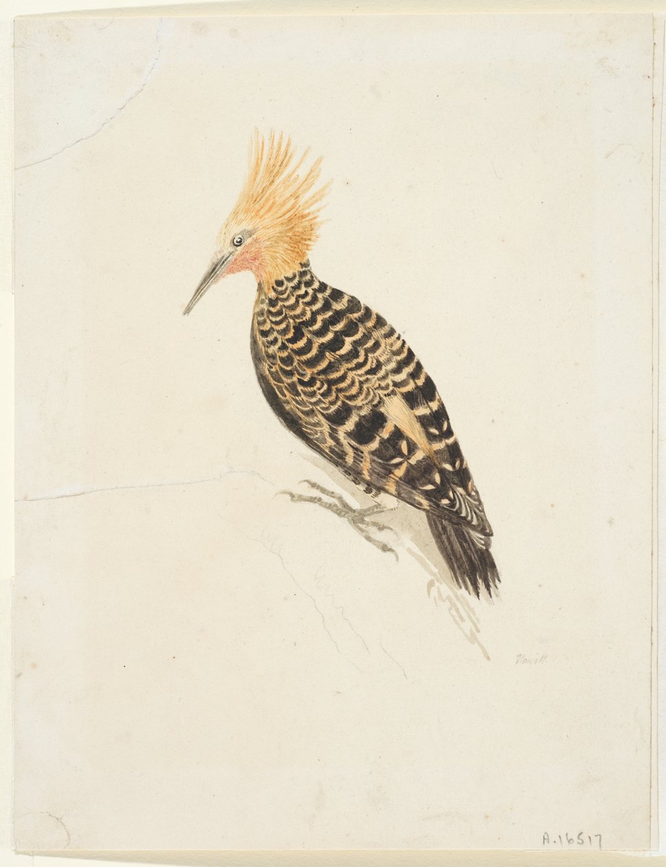 Bird، c.1765-22 (جرافيت وألوان مائية على ورق منسوج، موضوعة) بواسطة صموئيل هوويت