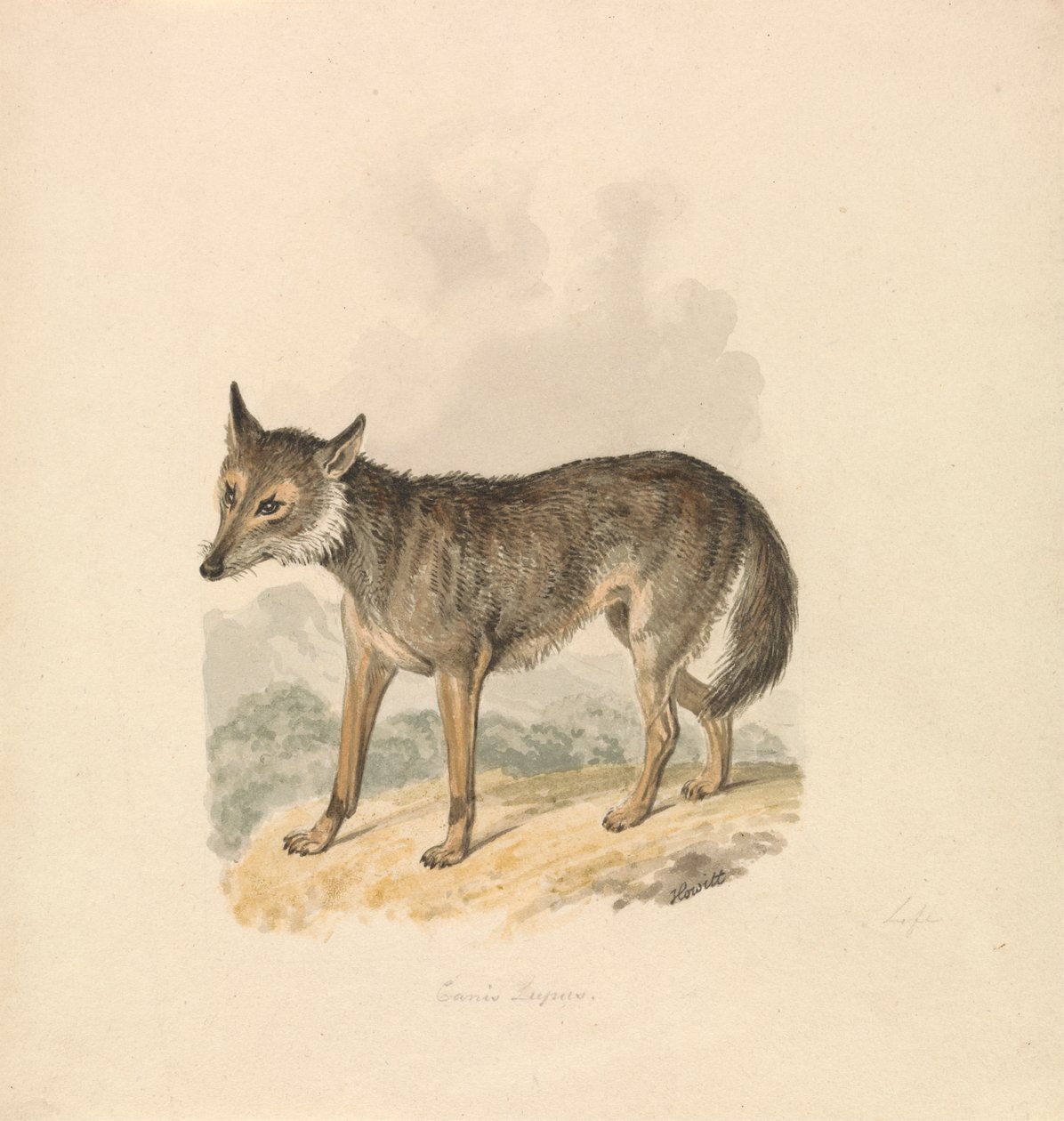 Canis Lupus ، أو Gray Wolf بواسطة صموئيل هوويت