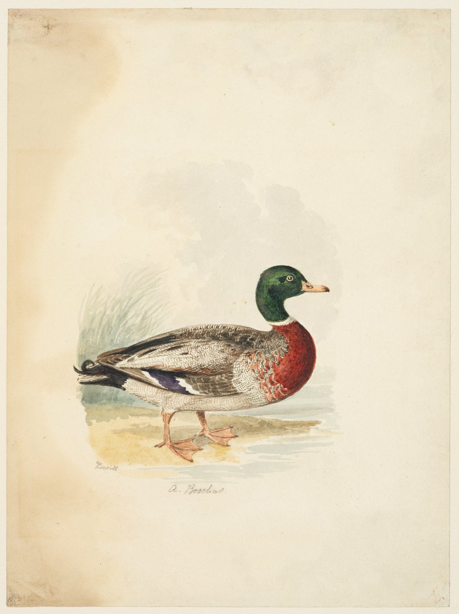 بطة - أنس بوشاس (الصفحة اليمنى)، حوالي 1813-22 (جرافيت، قلم وحبر بني وألوان مائية، جرافيت على ورق منسوج) بواسطة صموئيل هوويت