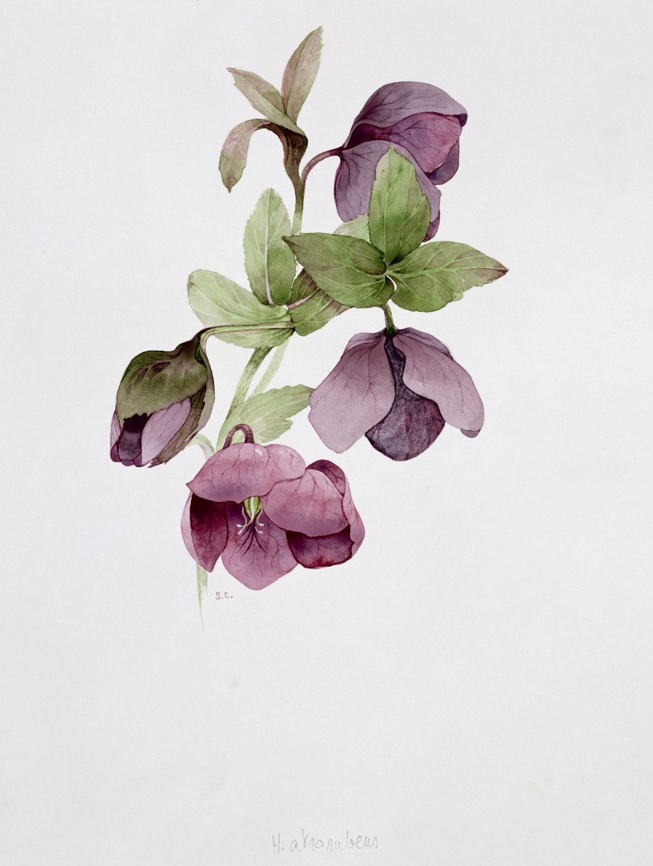 Helleborus atrorubens بواسطة سارة كريسويل