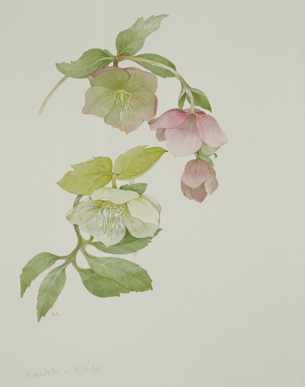 Helleborus orientalio و Helleborus niger بواسطة سارة كريسويل