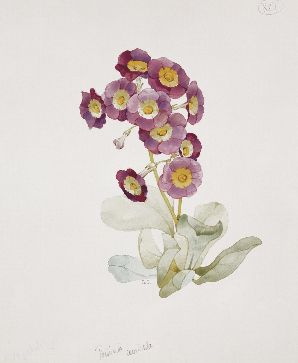 Primula Auricula (زهرة الربيع) بواسطة سارة كريسويل
