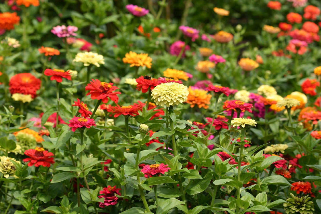 Garsington Dahlia and Cosmos ، 2009 بواسطة سارة أوتول
