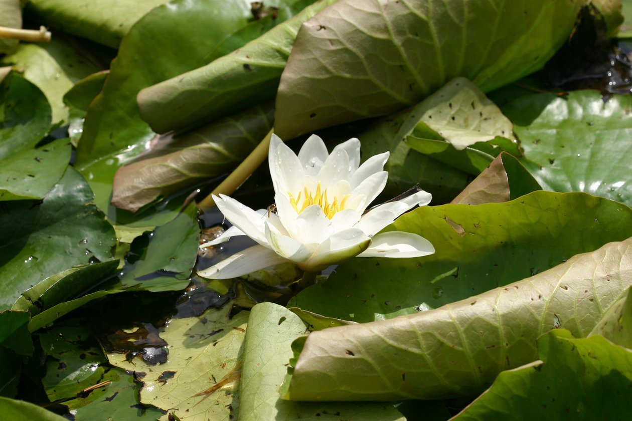 Garsington Waterlily ، 2009 بواسطة سارة أوتول