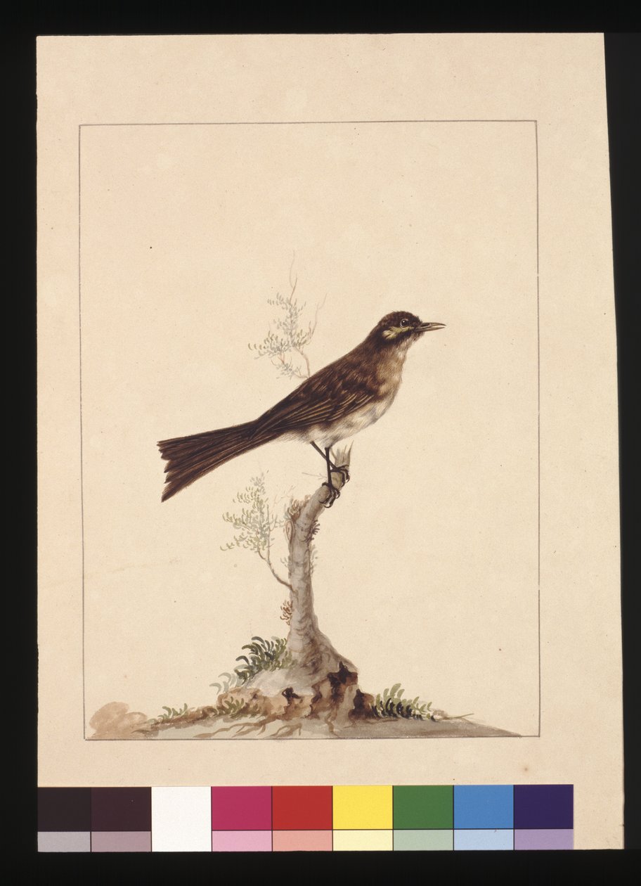 صفحة 14. مصيدة الذباب صفراء الأذنين. يُعرف الآن باسم آكل العسل الأصفر ، حوالي 1789-90 (ألوان مائية) بواسطة سارة ستون