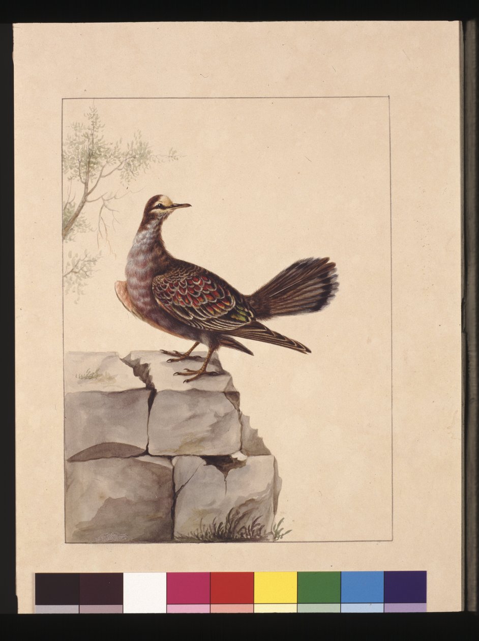 صفحة 15. بيدجن ذهبي مجنح. تُعرف الآن باسم حمامة الغابة البرونزية ، حوالي 1789-90 (ألوان مائية) بواسطة سارة ستون