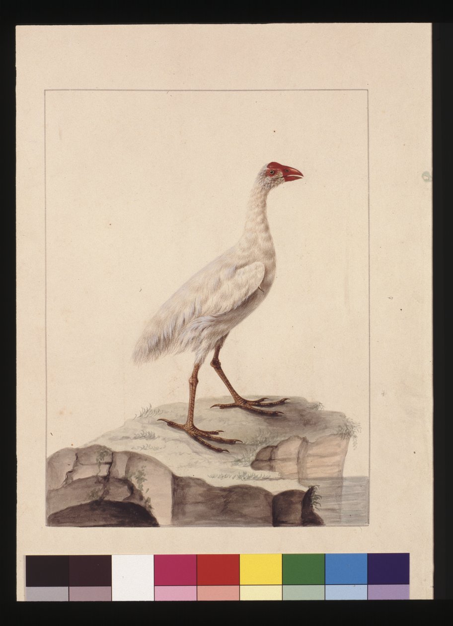 صفحة 16. وايت فوليكا. يُعرف الآن باسم White Gallinule (منقرض) ، حوالي 1789-90 (ألوان مائية) بواسطة سارة ستون