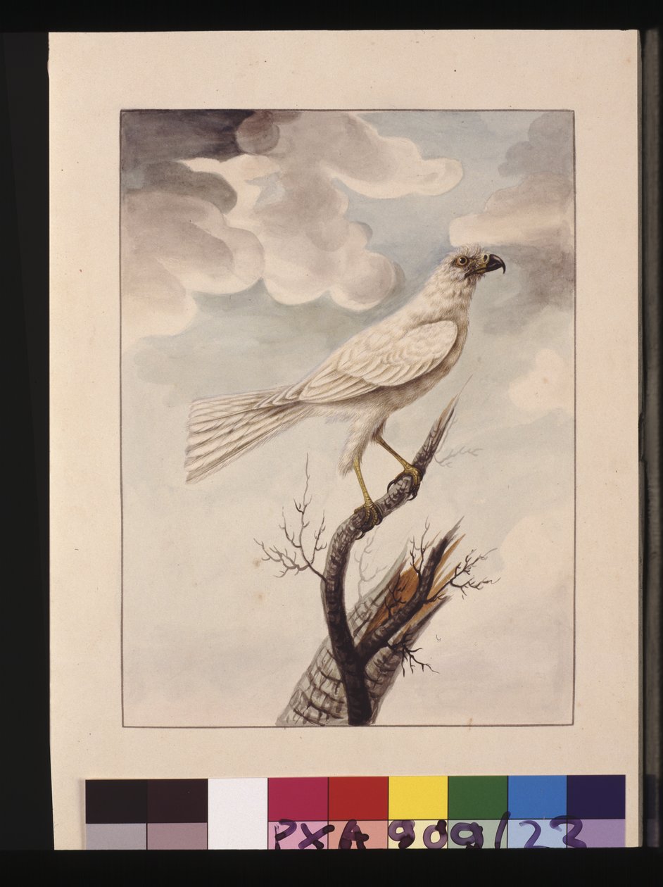 صفحة 23. وايت هوك. يُعرف الآن باسم Goshawk الرمادي ، 1789-90 (ألوان مائية) بواسطة سارة ستون