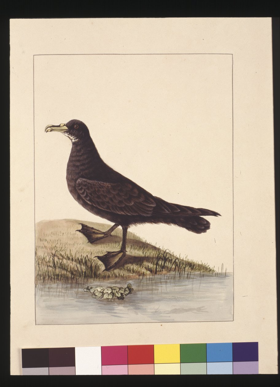 صفحة 24. Fuliginous Peteril. يُعرف الآن باسم بترل أبيض الذقن ، حوالي 1789-90 (ألوان مائية) بواسطة سارة ستون
