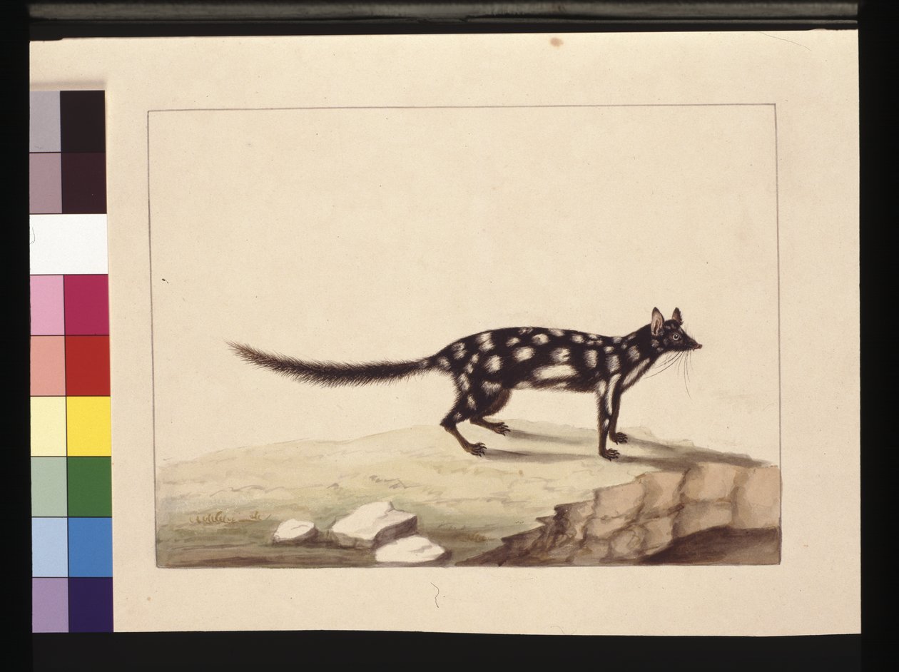 صفحة 28. A Tapoa Tafa. يُعرف الآن باسم Dasyurus quoll. يبدو أنه نسخة سارة ستون من تشارلز كاتون جونر. لوحة ، حوالي 1789-90 (ألوان مائية) بواسطة سارة ستون