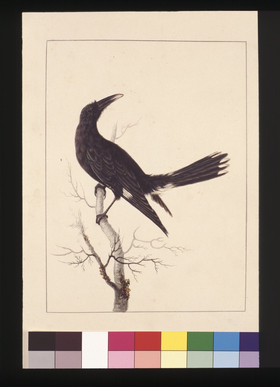 صفحة 30. أبيض ، منفس كرو. يُعرف الآن باسم Pied Currawong ، حوالي 1789-90 (ألوان مائية) بواسطة سارة ستون