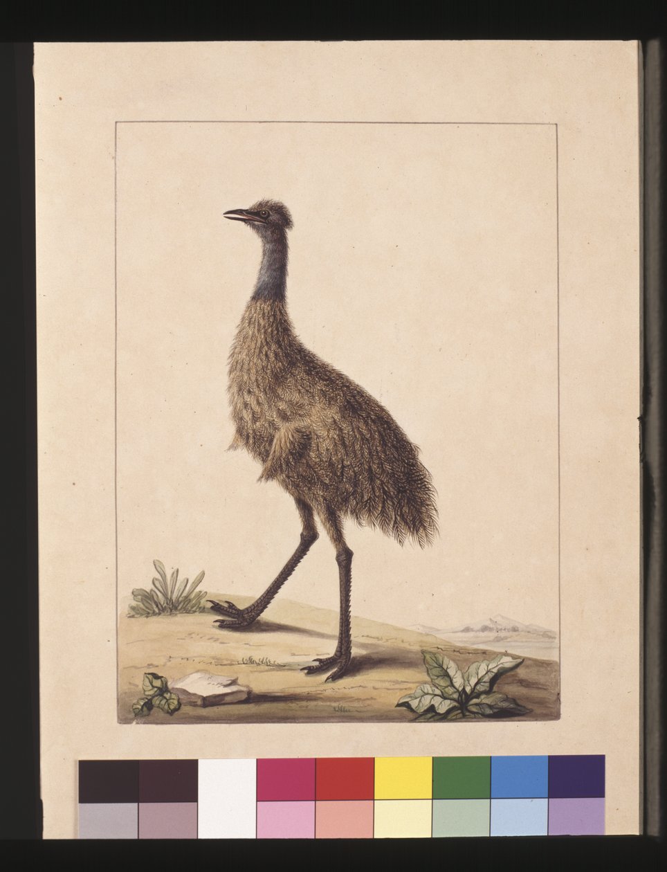 صفحة 7. نيو هولاند كاسواري. يُعرف الآن باسم Emu ، 1789-90 (ألوان مائية) بواسطة سارة ستون