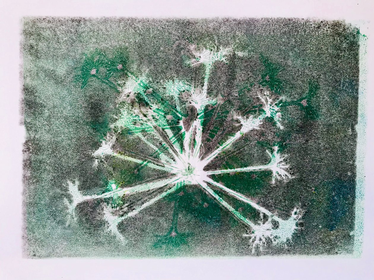 Seedhead I ، 2020 ، (monoprint) بواسطة سارة طومسون إنجلز
