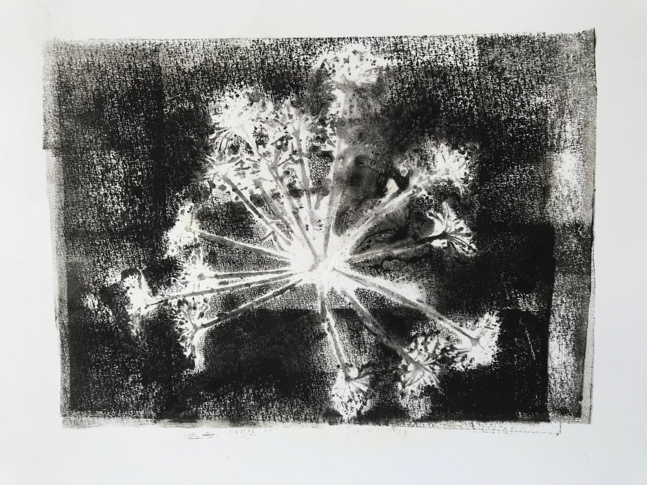 Seedhead II ، 2020 ، (monoprint) بواسطة سارة طومسون إنجلز