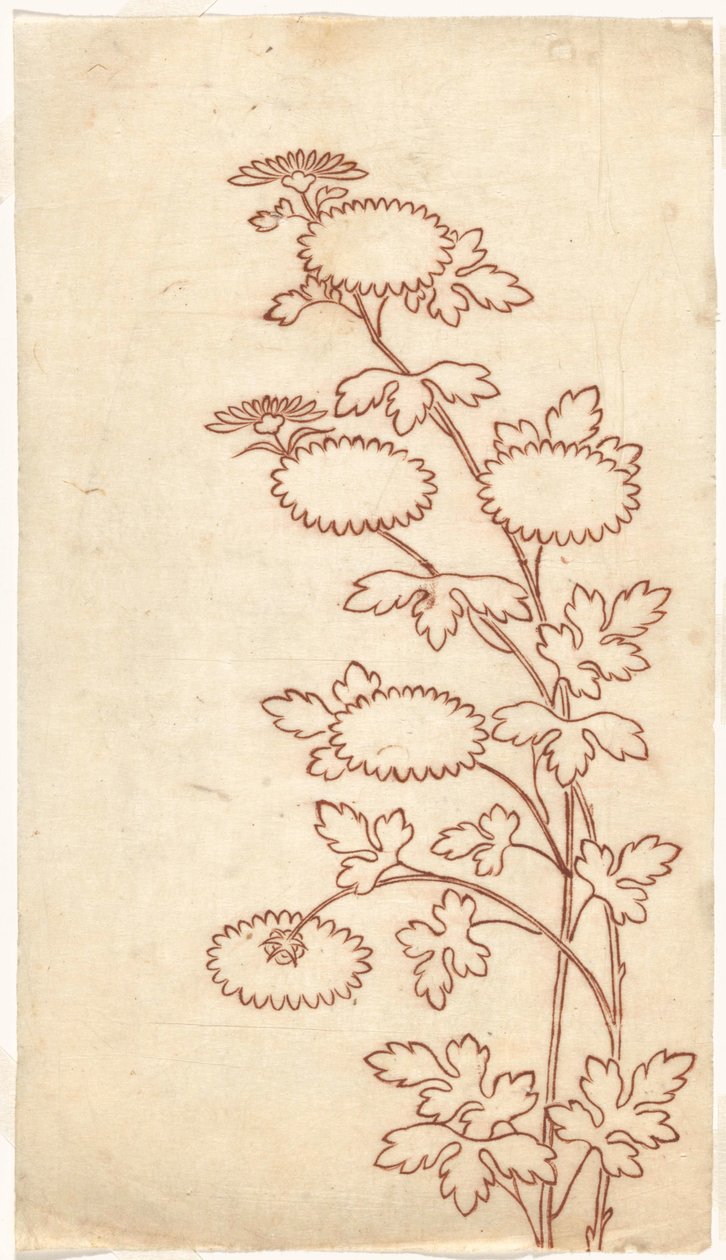 أقحوان بواسطة ساسايا (ورشة عمل)