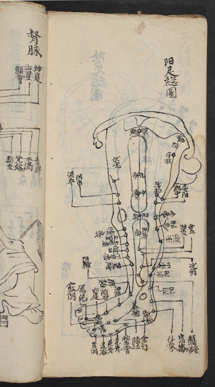 نقاط الوخز بالإبر على الساق ، من Jing Guan Qi Zhi ، "بدايات ونهايات نقاط وقنوات الوخز بالإبر" ، حانة. جنوب الصين ، أوائل القرن الثامن عشر (حبر على ورق) بواسطة المدرسة الصينية